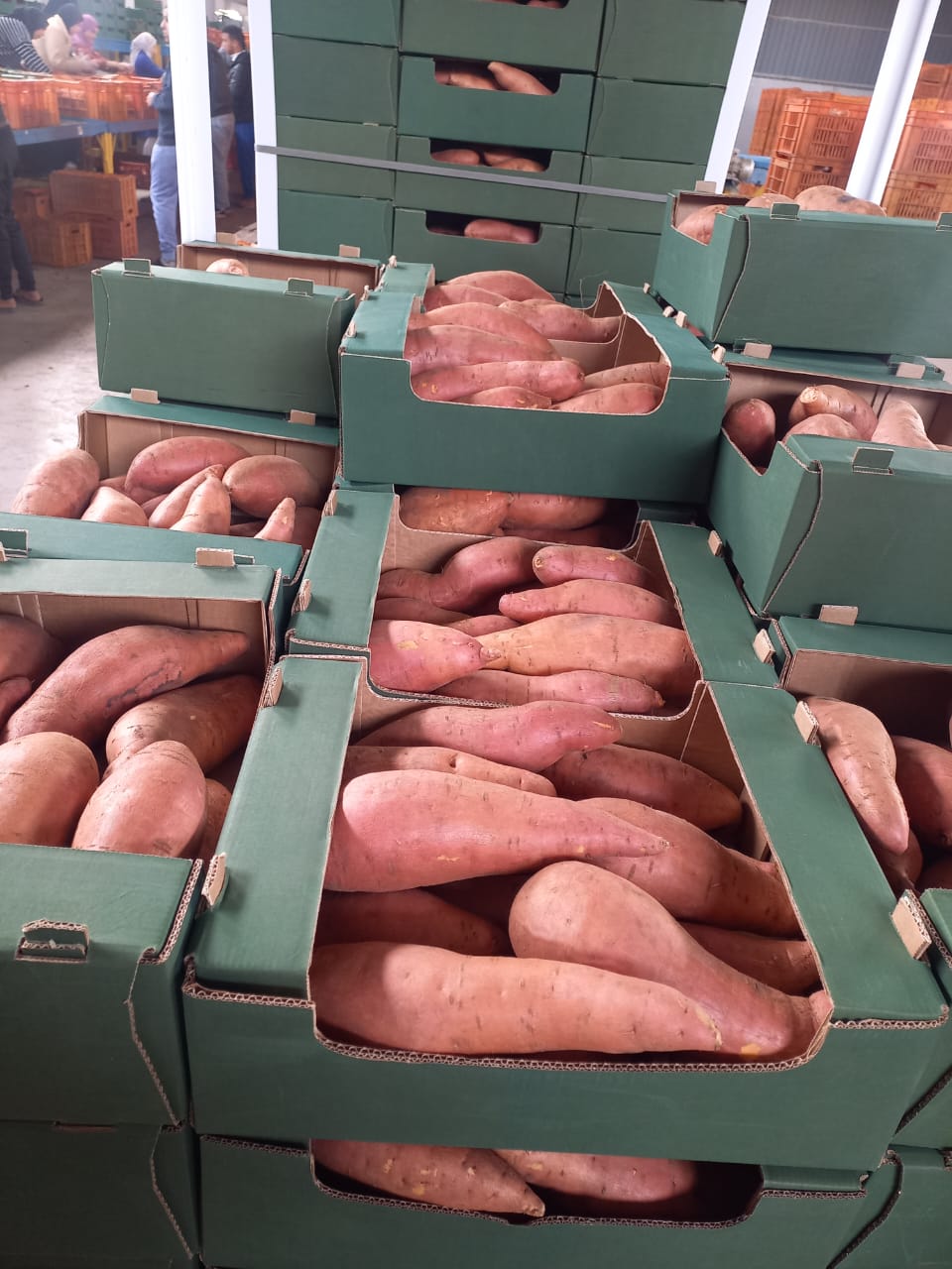 Patates douces